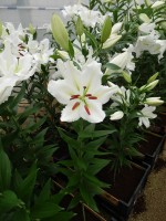 [4257 Silverio No01.JPG]